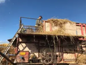 Restored machinery in use for harvesting of reed supplies by RJ Matravers Master Thatcher